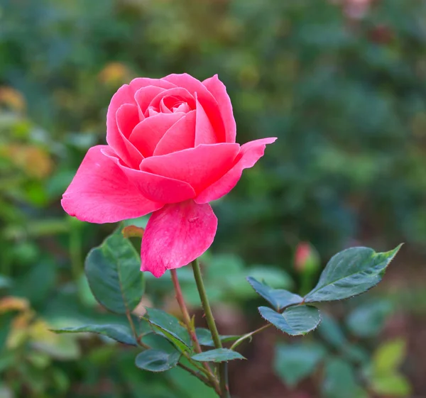 Rosa. — Foto de Stock