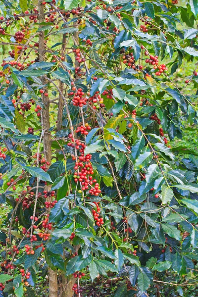 Kaffe träd — Stockfoto