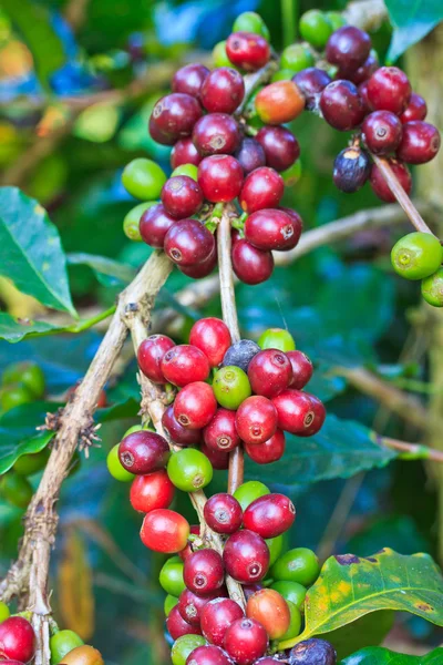 Кофе деревья — стоковое фото
