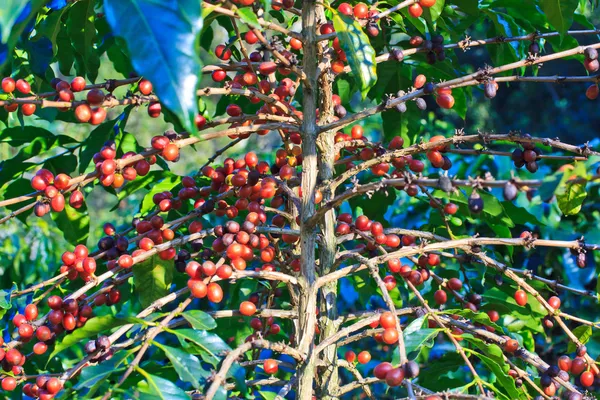 커피 나무 — 스톡 사진