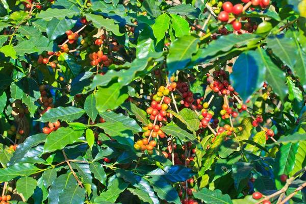 Koffie bomen — Stockfoto