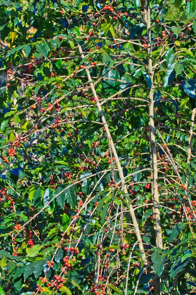 Kaffeebäume — Stockfoto