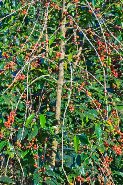 Kaffeebäume — Stockfoto