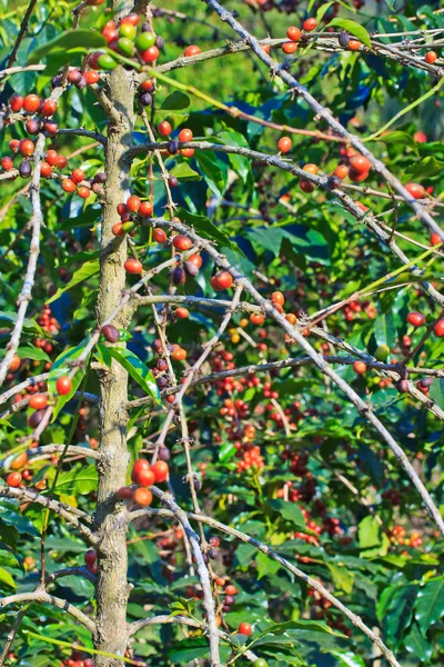 Kaffe träd — Stockfoto