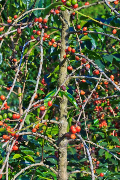 Alberi di caffè — Foto Stock