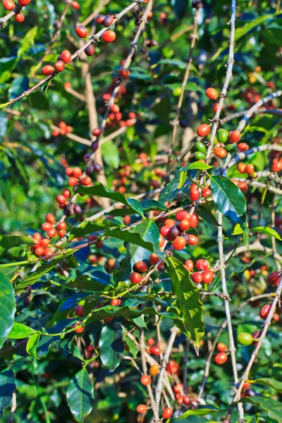 Kaffe träd — Stockfoto