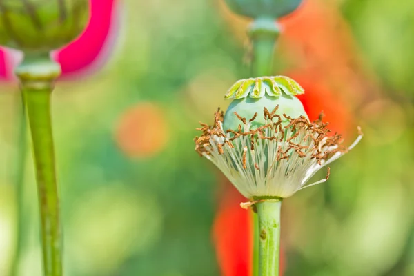Pavot à l'opium — Photo