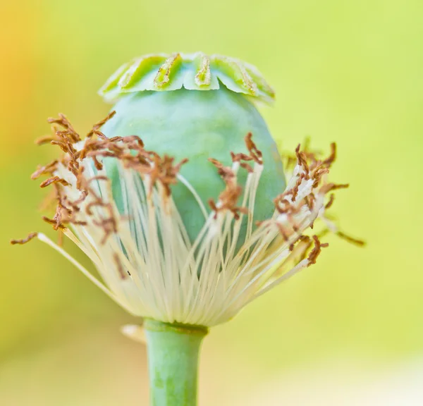 Opium poppy — Stock Photo, Image