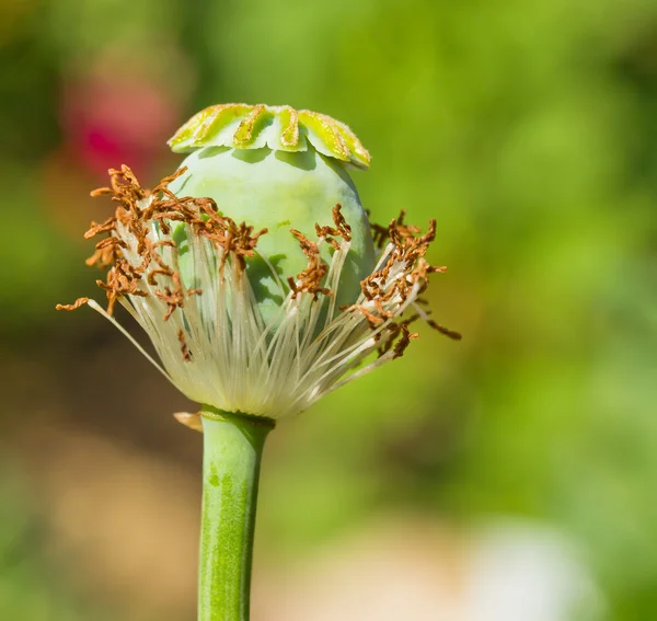 Amapola de opio — Foto de Stock