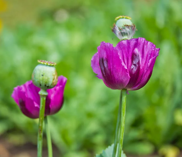 Opium poppy — Stock Photo, Image