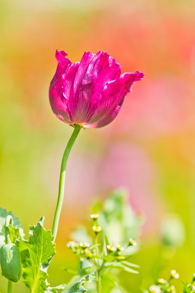 Opium poppy — Stock Photo, Image