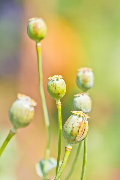 Opium poppy — Stock Photo, Image