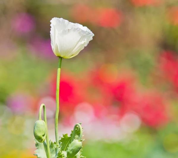 Opium poppy — Stock Photo, Image