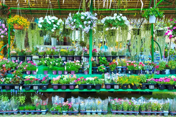 Blomster i blomst marked - Stock-foto
