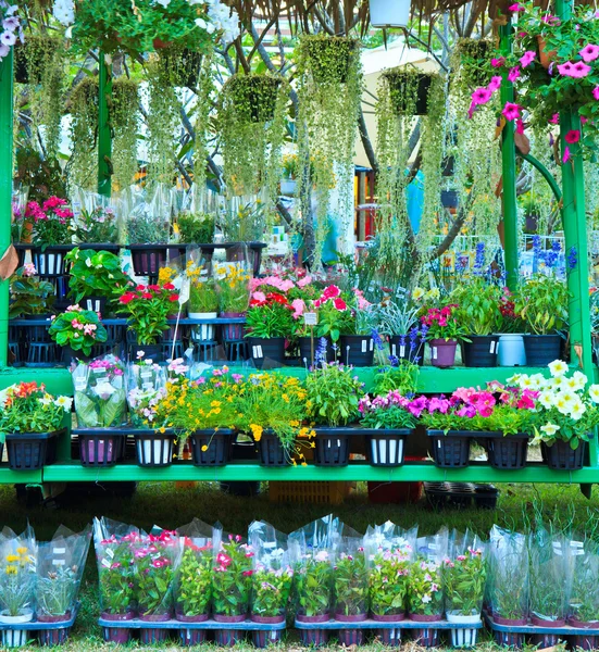 Fiori nel mercato dei fiori — Foto Stock