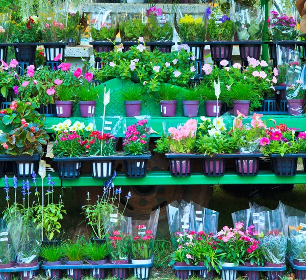 Flores en el mercado de flores — Foto de Stock