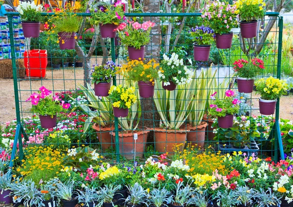 Bloemen in bloemenmarkt — Stockfoto