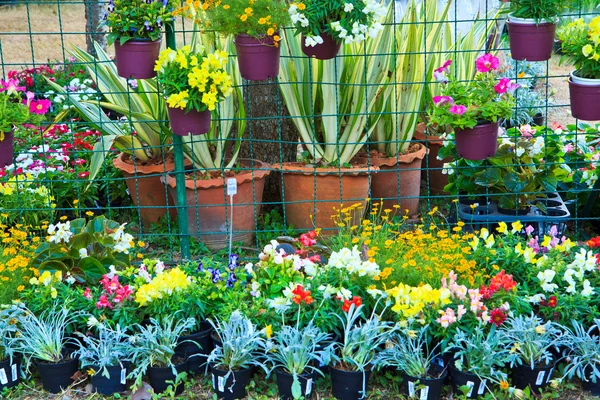 Flowers in flower market — Stock Photo, Image