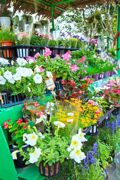 Цветы на цветочном рынке — стоковое фото
