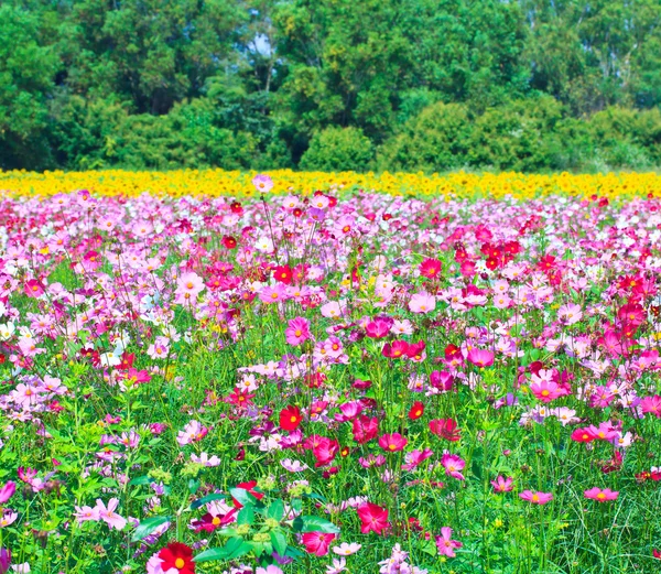 Cosmos flowers — Stock Photo, Image