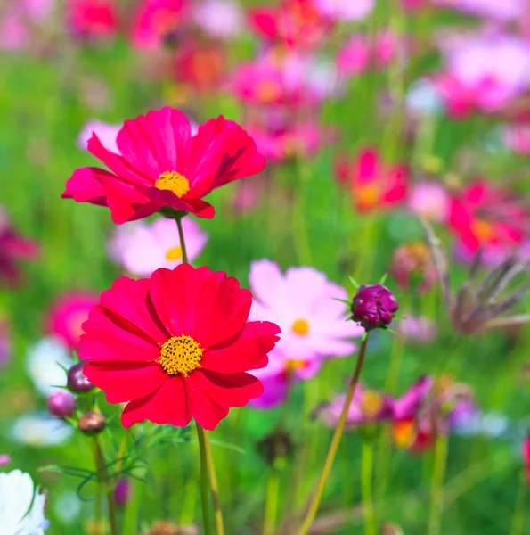 Cosmos flowers — Stock Photo, Image