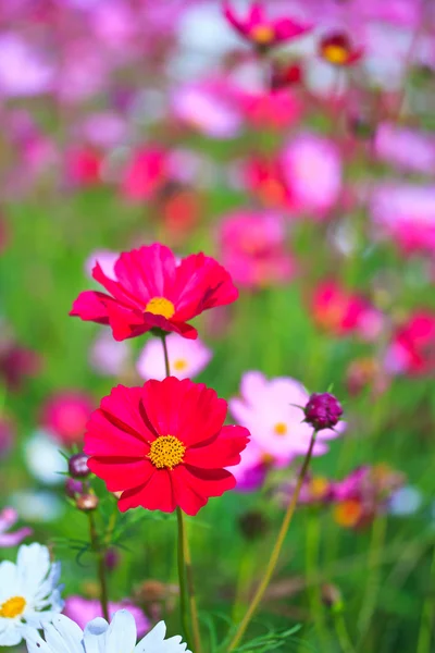 コスモスの花 — ストック写真