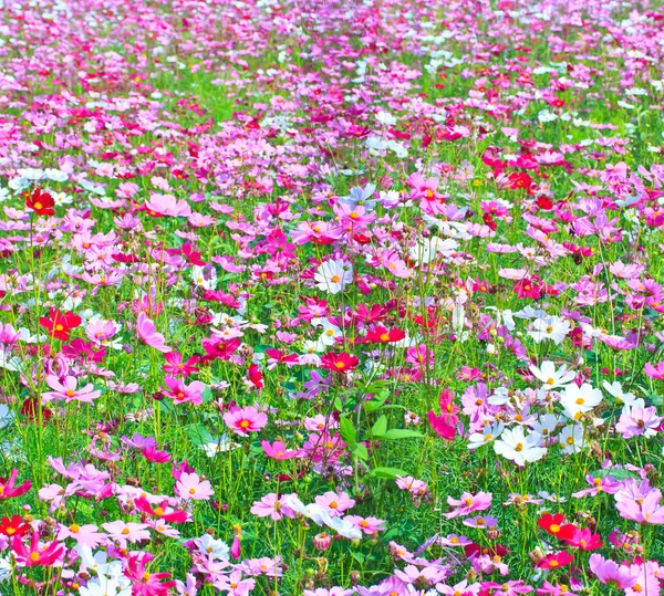 Cosmos flowers — Stock Photo, Image