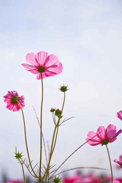 Flowers — Stock Photo, Image