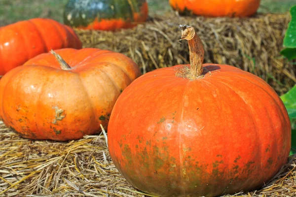 Varietà di zucca — Foto Stock