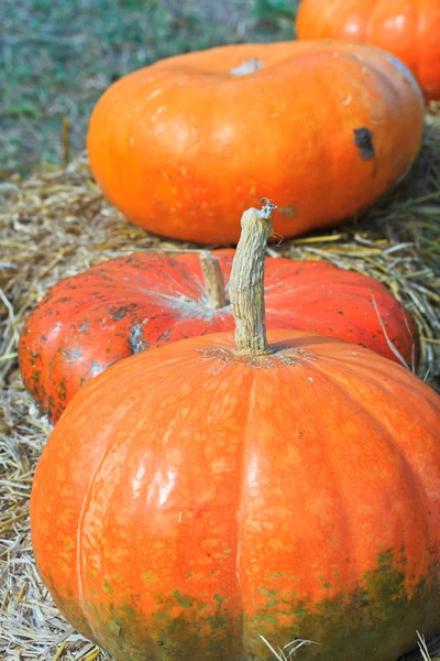 Pumpkin — Stock Photo, Image