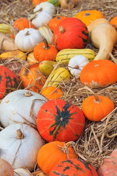 Pumpkin — Stock Photo, Image