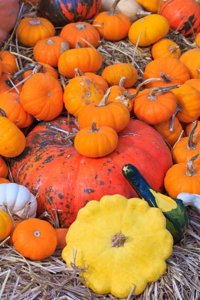 Pumpkin — Stock Photo, Image