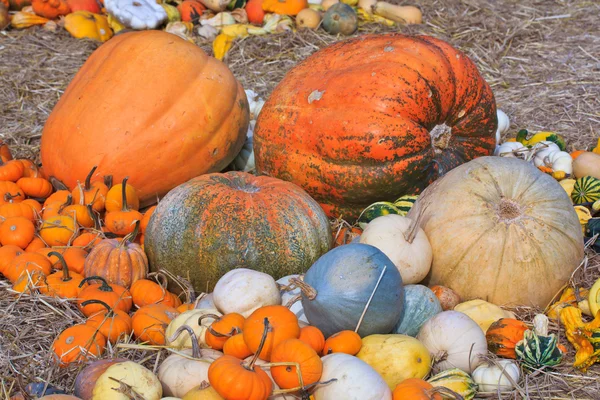 Pumpkin — Stock Photo, Image