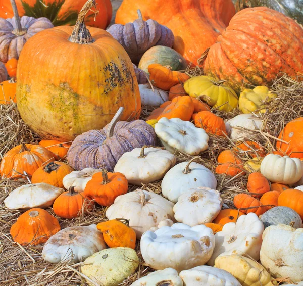 Pumpkin — Stock Photo, Image