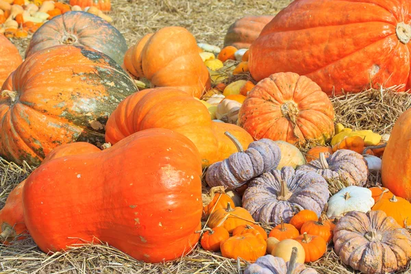 Pumpkin — Stock Photo, Image