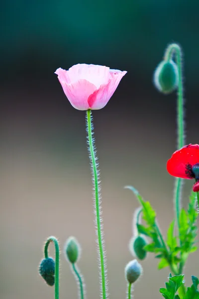 Papaveri — Foto Stock