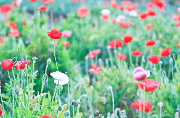 Poppies — Stock Photo, Image