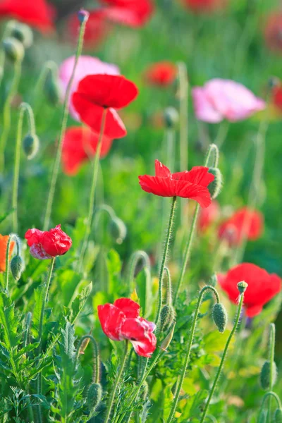 Amapolas — Foto de Stock