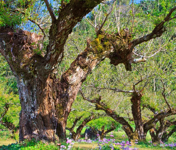 복숭아 나무 — 스톡 사진