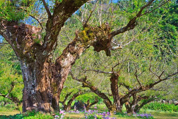 복숭아 나무 — 스톡 사진