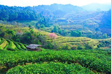 kiraz çiçeği sakura çiçek