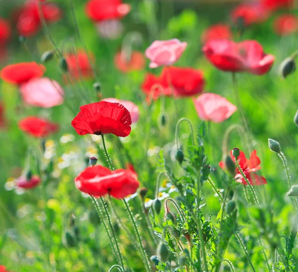 Amapolas — Foto de Stock