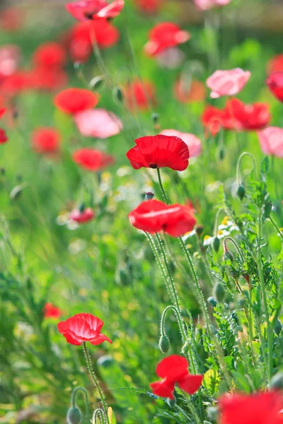 Amapolas — Foto de Stock