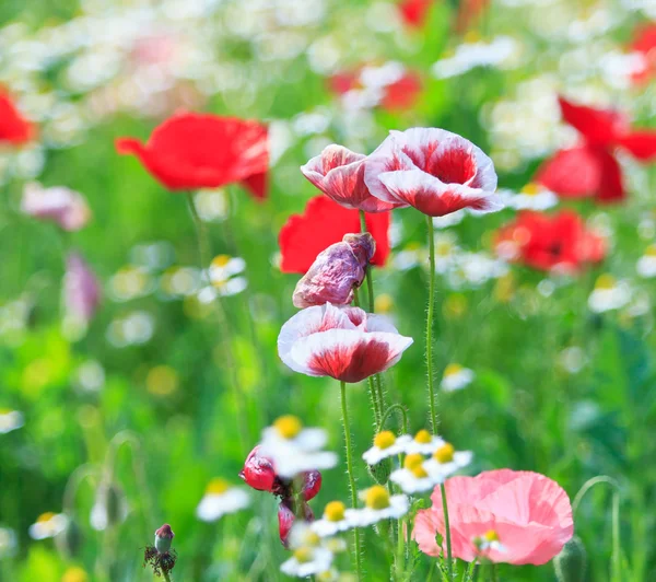 Poppies — Stock fotografie