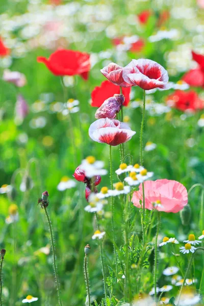 Amapolas — Foto de Stock