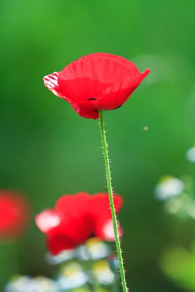 Poppies — Stock Photo, Image