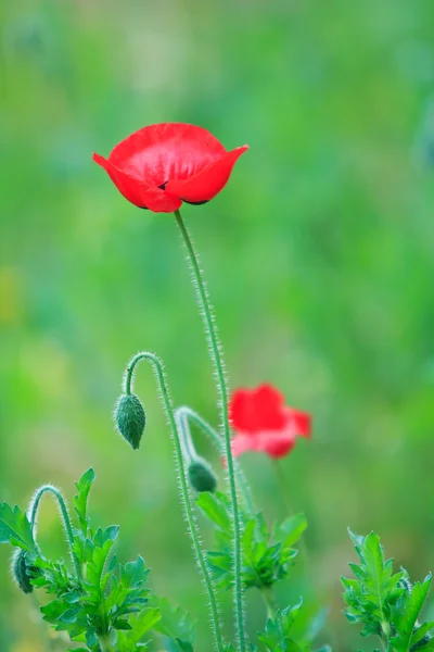 Poppies — Stock Photo, Image