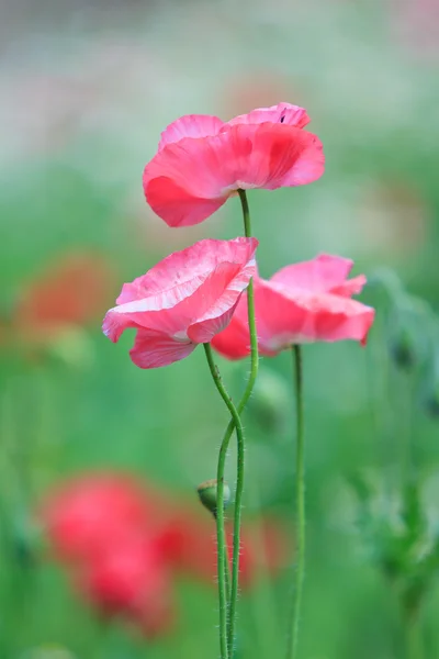 Poppies — Stock Photo, Image