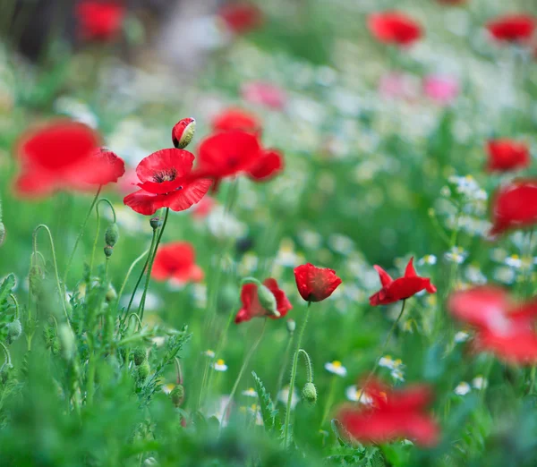 Amapolas — Foto de Stock