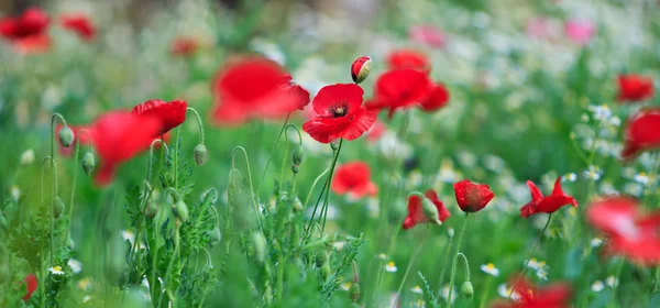 Amapolas — Foto de Stock